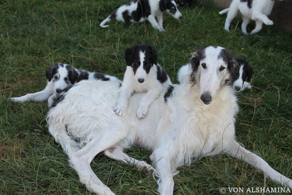 White borzois..., white & silver borzoi puppies with FCI pedigrees...! "Our puppies all are very good socialized!"