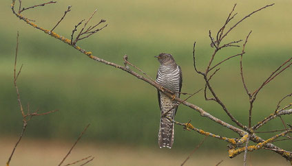 Kuckuck (Foto: H. Gehring)