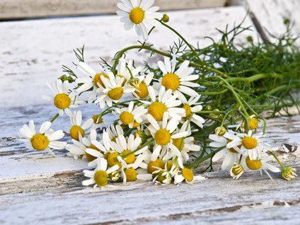 Kamille Blüte Strauß