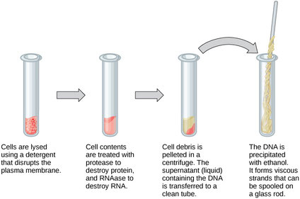 DNA抽出〔Extraction〕（別名：DNA分離〔Isolation〕、DNA精製〔Purification〕）は四つのステップから成る：