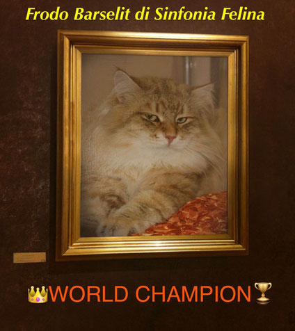 Home Siberiani Di Sinfonia Felina