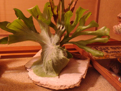 ビカクシダ スパーバム(Platycerium superbum)について - 近藤仁