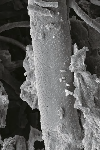 Eine feine und eine mittelfeine Biberfaser, fotografiert unter dem Rasterelektronenmikroskop. Das Bild stammt aus einem frühmittelalterlichen Königsgrab in St. Denis bei Paris. (Bild: Antoinette Rast- Eicher, Ernen)