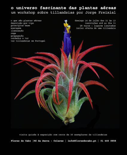 Cartaz workshop sobre tillandsias