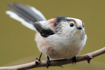 Schwanzmeise - Foto: NABU/Günter Stoller