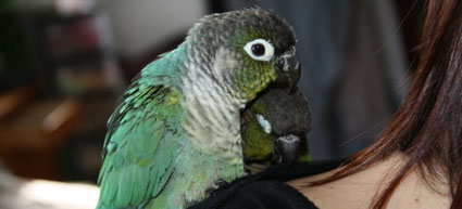Conures à joues vertes sur l'épaule
