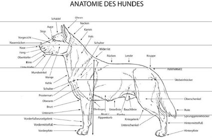 Anatomie des Hundes, Quelle: FCI Standard Nr. 105