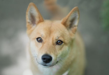 Photographe canin Toulouse Lyon portrait beau et minion shiba