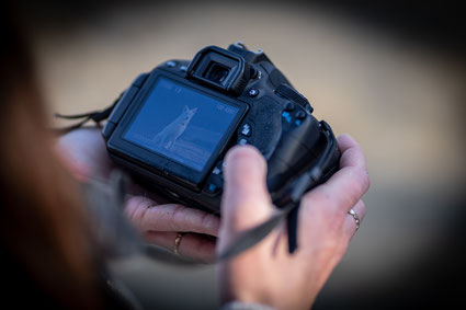 Formation photographe débutant canin ou equin toulouse lyon sur canon sony nikon