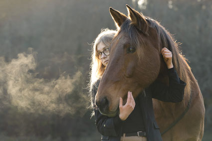 Photographe cheval albi toulouse equin photo chevaux portrait lyon quentin