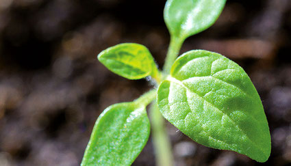 Gartenbau Seminare Kreisverband für Gartenbau und Landespflege Rosenheim e.V.