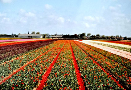 Lisse Tulpenveld. Een bed van tulpenblaadjes op de paadjes, nakoppen genoemd. Gefotografeerd in 2003