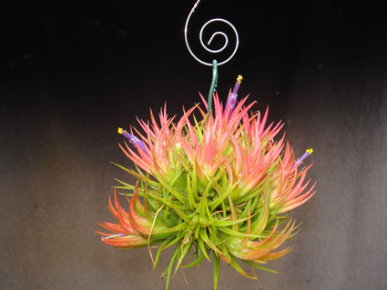 Tillandsia ionantha