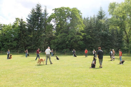 Kreisübung mit Hunden