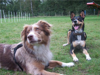 Kono und Chica Aussie und Hunde Mix üben das Kommando Platz