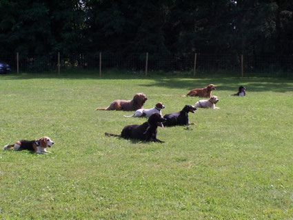 Hundegruppe mit Zora im Platz