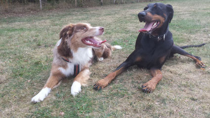 Polly und Kono Dobermann und Aussie