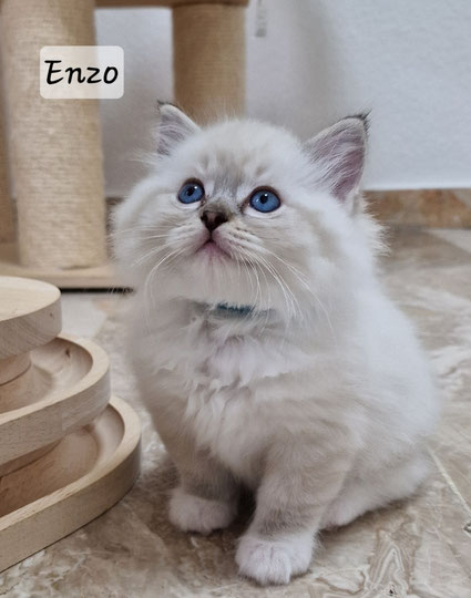 Enzo mâle, seal tabby mitted, réservé
