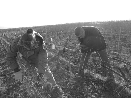 La taille de la vigne est une étape indispensable en champagne