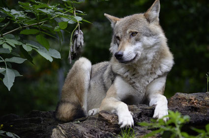 Wolf in Chornobyl Zone