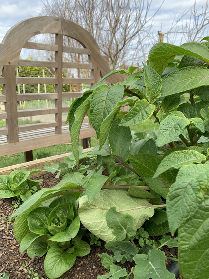 Lettuce growing underneath potatoes.