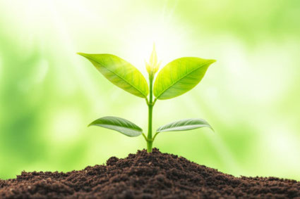 自分を癒すことで森と未来を育てる