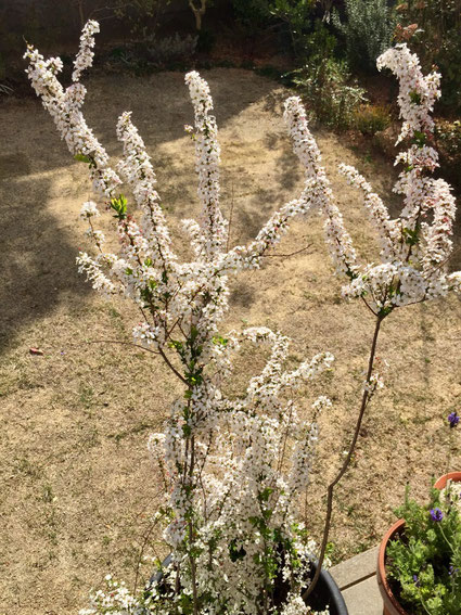 雪柳開花♪　