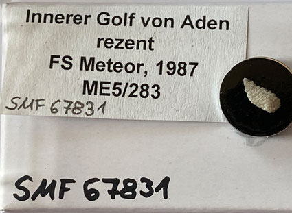 Senckenberg, Bryozoa, Bryozoen, Moostierchen, Sammlung Voigt