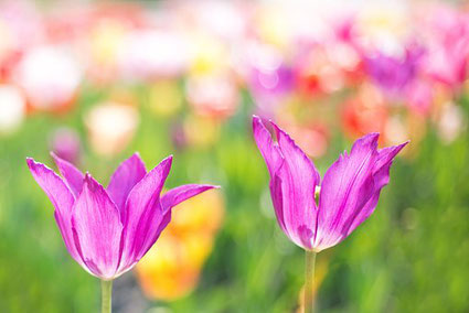 Quelle Foto: pixabay.com
