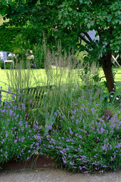 dieartigeGARTEN // next to the path to the house - Lavendel, Iris, Gras, Apfelbaum