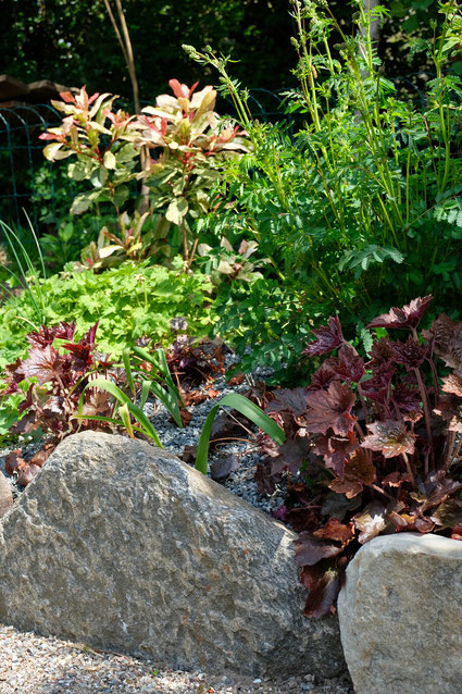 dieartigeGARTEN // Mai Frühlingsgarten - Japanischer Bauerngarten - Natursteinkante ,it Purpur-Glöckchen, Wiesenknopf, Allium, Storchenschnabel + Glanzmispel 