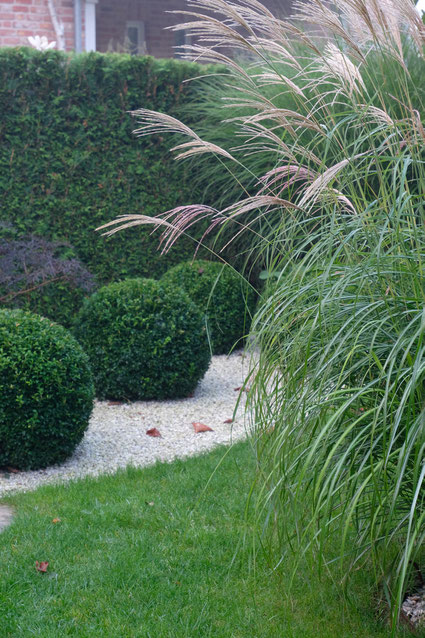 dieartigeGARTEN // Nebel im Herbstgarten - Chinaschilf + Buchs