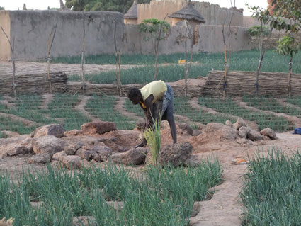 Bénéficier de l'eau, permettra également d'espérer un développement de l'économie locale, par la possibilité d'une agriculture locale (ici dans un jardin des environs de Réo)