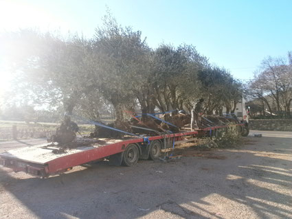 Arrachage et transport oliviers