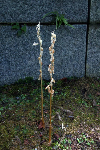 　タシロラン（田代蘭）　花は終わり