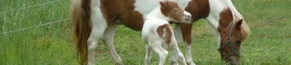 Familie Beyer, Minis v Jeddinger Moor