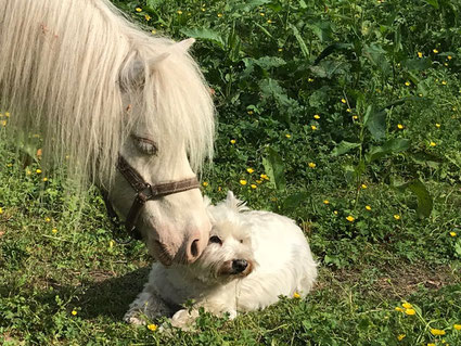 Wolke und Lilly Juni 2018