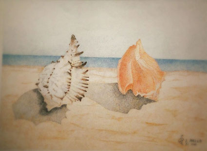 Escargots de mer - Vendu