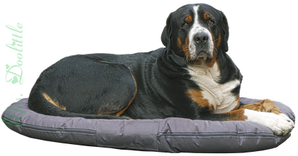 Mrs. Doolittle, Tierbetreuung Wedemark, Hundebetreuung Wedemark, Dog-Sitting Wedemark, Dogsitting Wedemark, Reiki für Tiere, Quantenheilung für Tiere