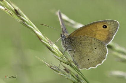 Papillon Myrtil