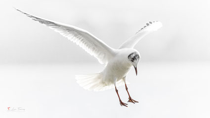 Vol stationnaire d'une mouette rieuse