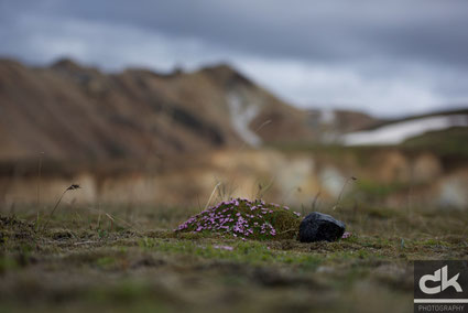 Die Schönheit von Landmannalaugar