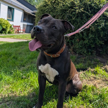 Henriette – Temperamentvolle Amstaff-Mix-Hündin sucht erfahrenes Zuhause - Tierheim Flensburg