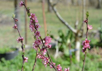 Fleurs de pêchers