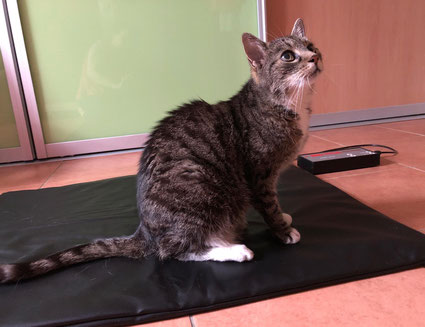 Bild: Katze auf Magnetfeldmatte