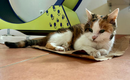 Bild: Katze an ihrem letzten Lebenstag