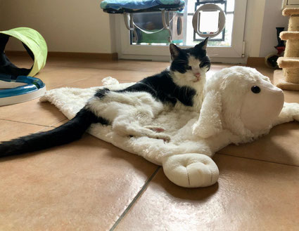 Bild: Katze an ihrem letzte Lebenstag