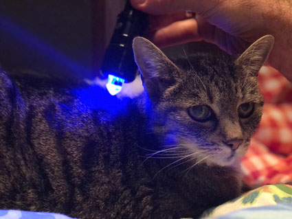 Bild: Farblichttherapie Katze