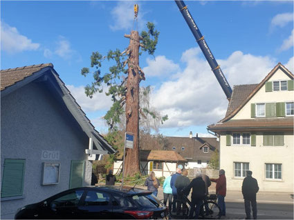 Der grosse Baum im Grüt ist nicht mehr. Grund: Bauprojekt - und Pilzbefall. Bild: zvg