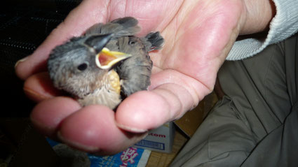 手乗り桜文鳥ヒナが仲間入りしました。